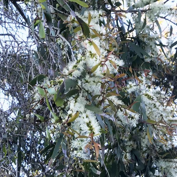 真冬に咲く メラルーカの花を見つけました ティーツリーファームズ