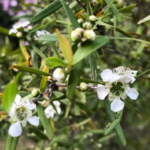 ティーツリーの後は レモンティーツリーの花の季節 ティーツリーファームズ