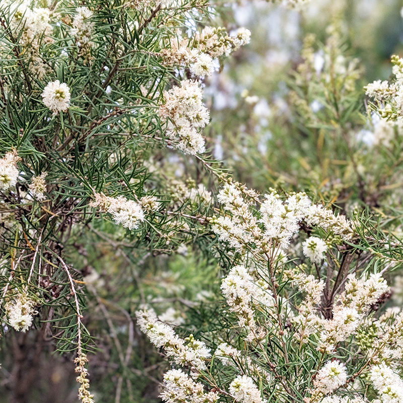 ２０１９年 今年もティーツリーの花が満開になる季節です ティーツリーファームズ