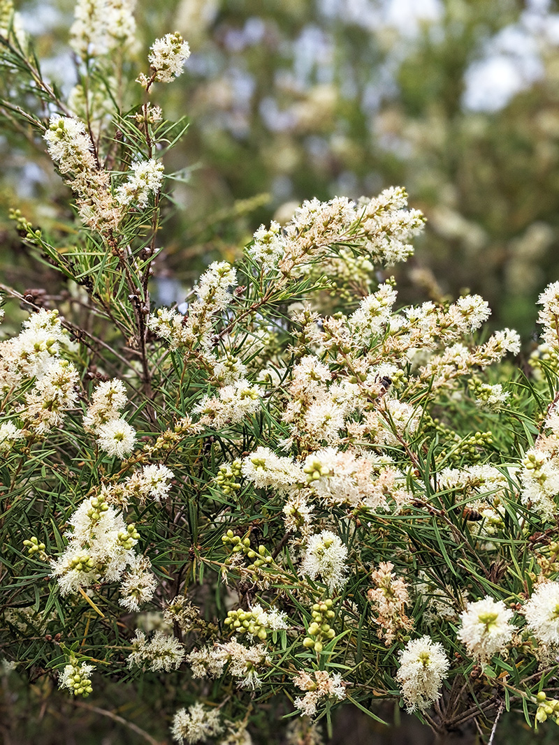 ２０１９年 今年もティーツリーの花が満開になる季節です ティーツリーファームズ